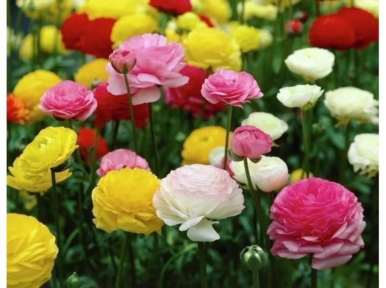 Quando regalare mimosa e ranuncoli?