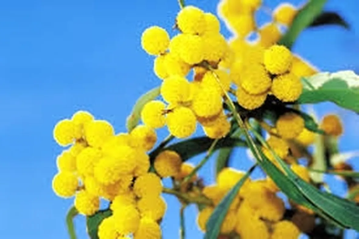 mimosa e ranuncoli-4
