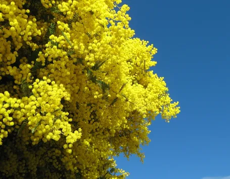 mimosa in vaso-4