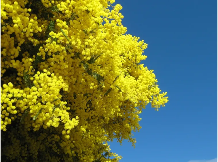 mimosa in vaso-4