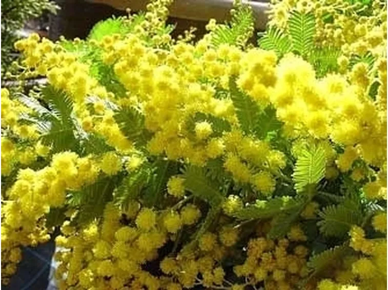 Mimosa pudica