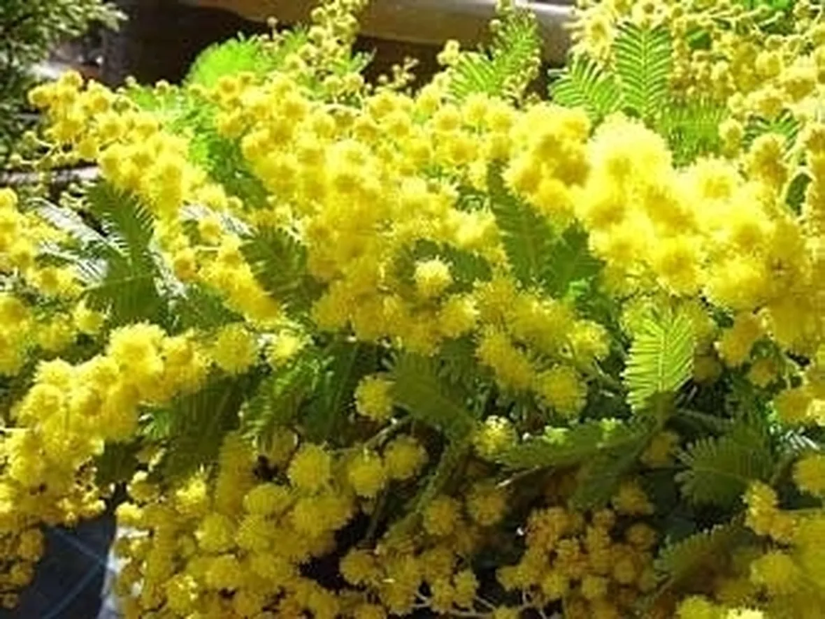 Mimosa pudica