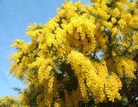 Mimosa