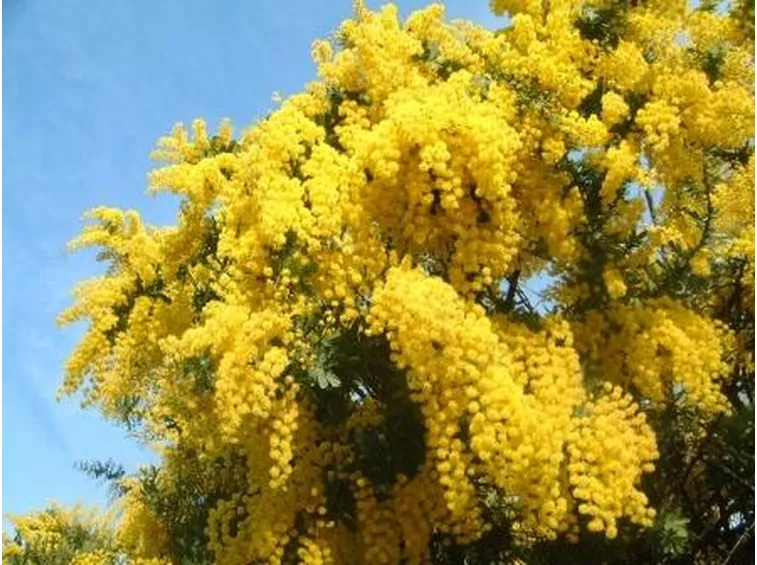 Mimosa