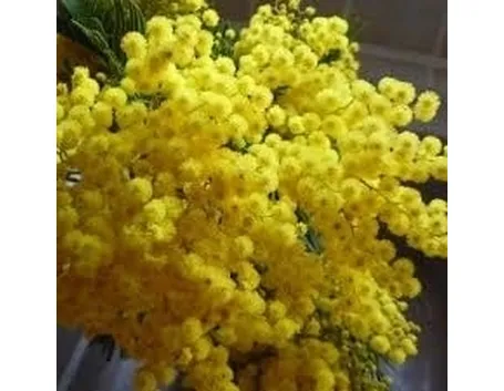 Mimosa