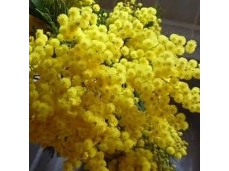 Mimosa