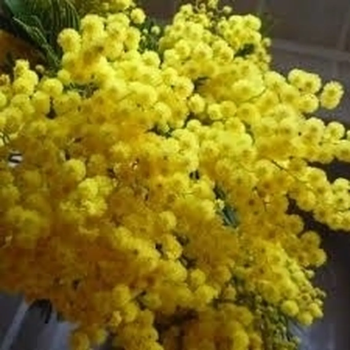 Mimosa