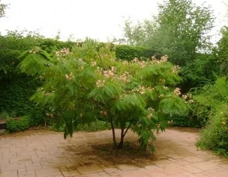 Mimosa