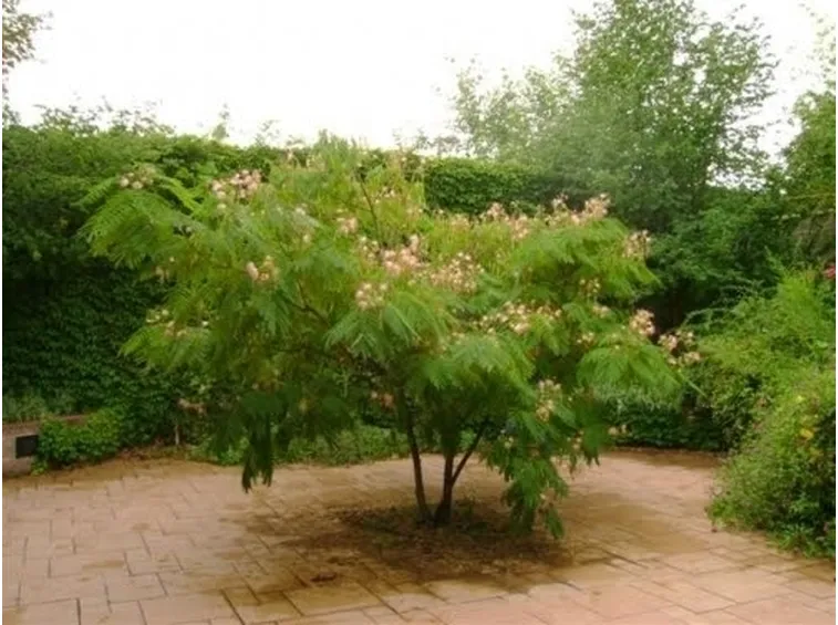 Mimosa