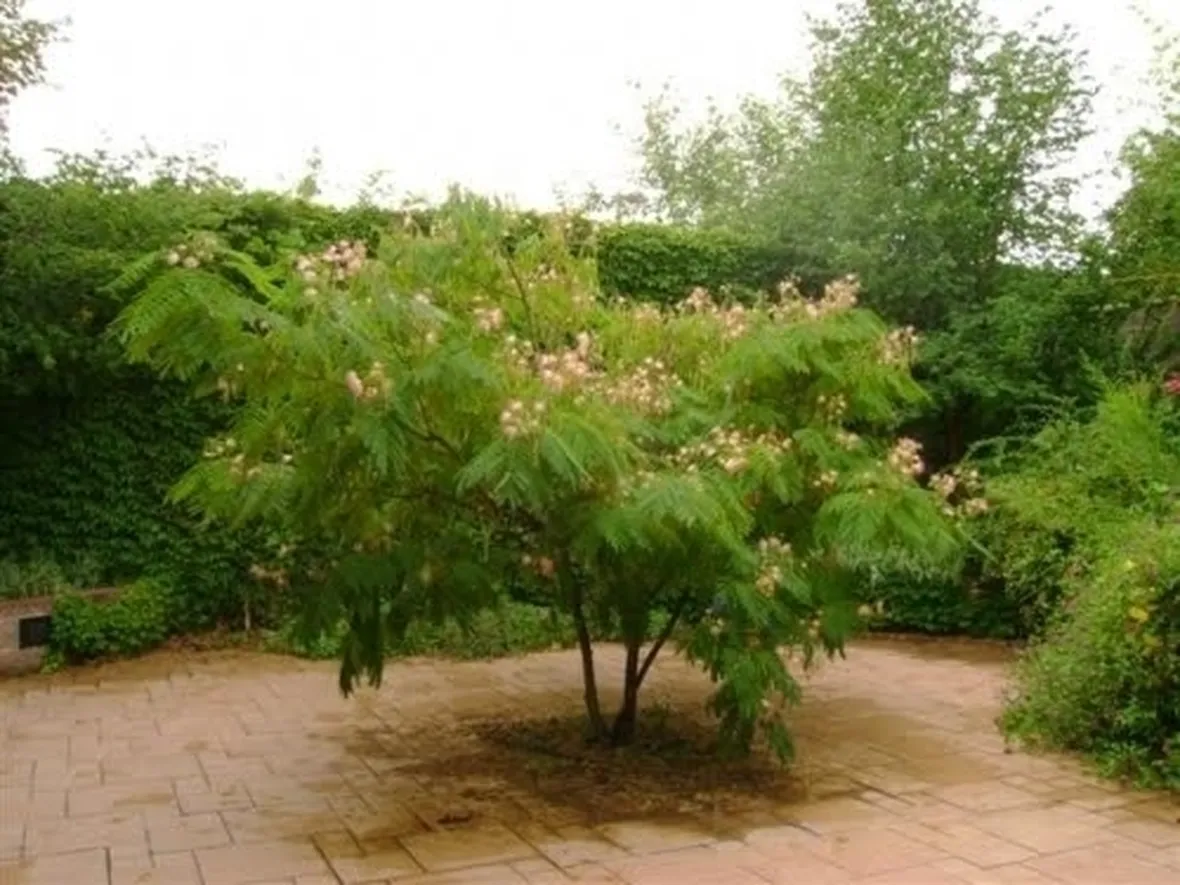 Mimosa