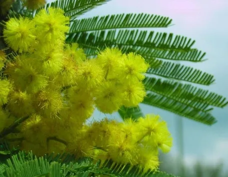 Mimosa