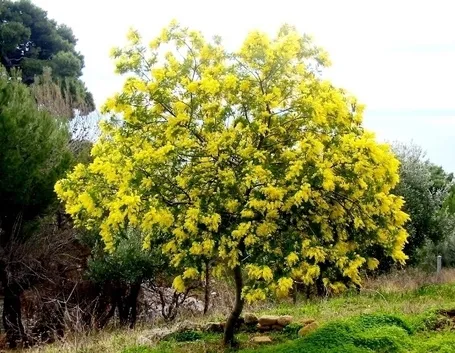 Mimosa