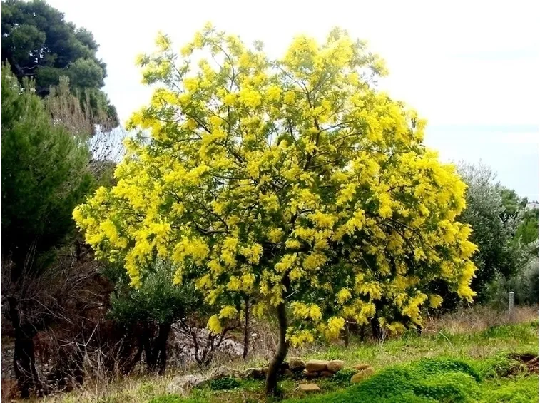 Mimosa