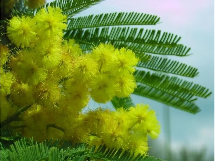 Mimosa