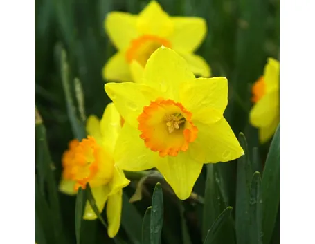 Narciso-11