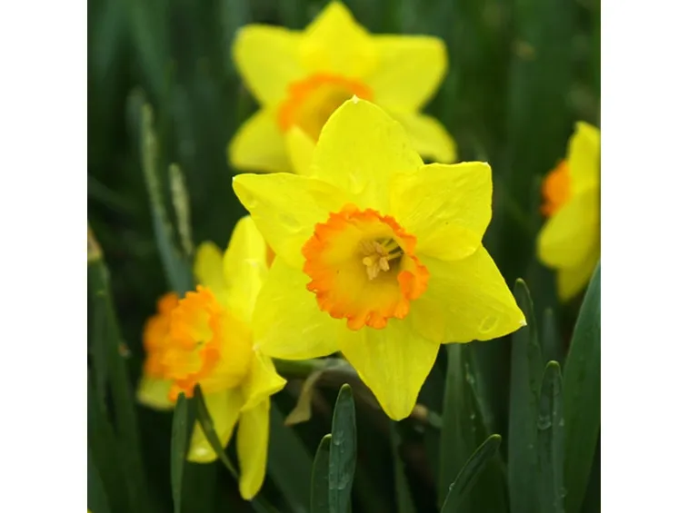 Narciso-11
