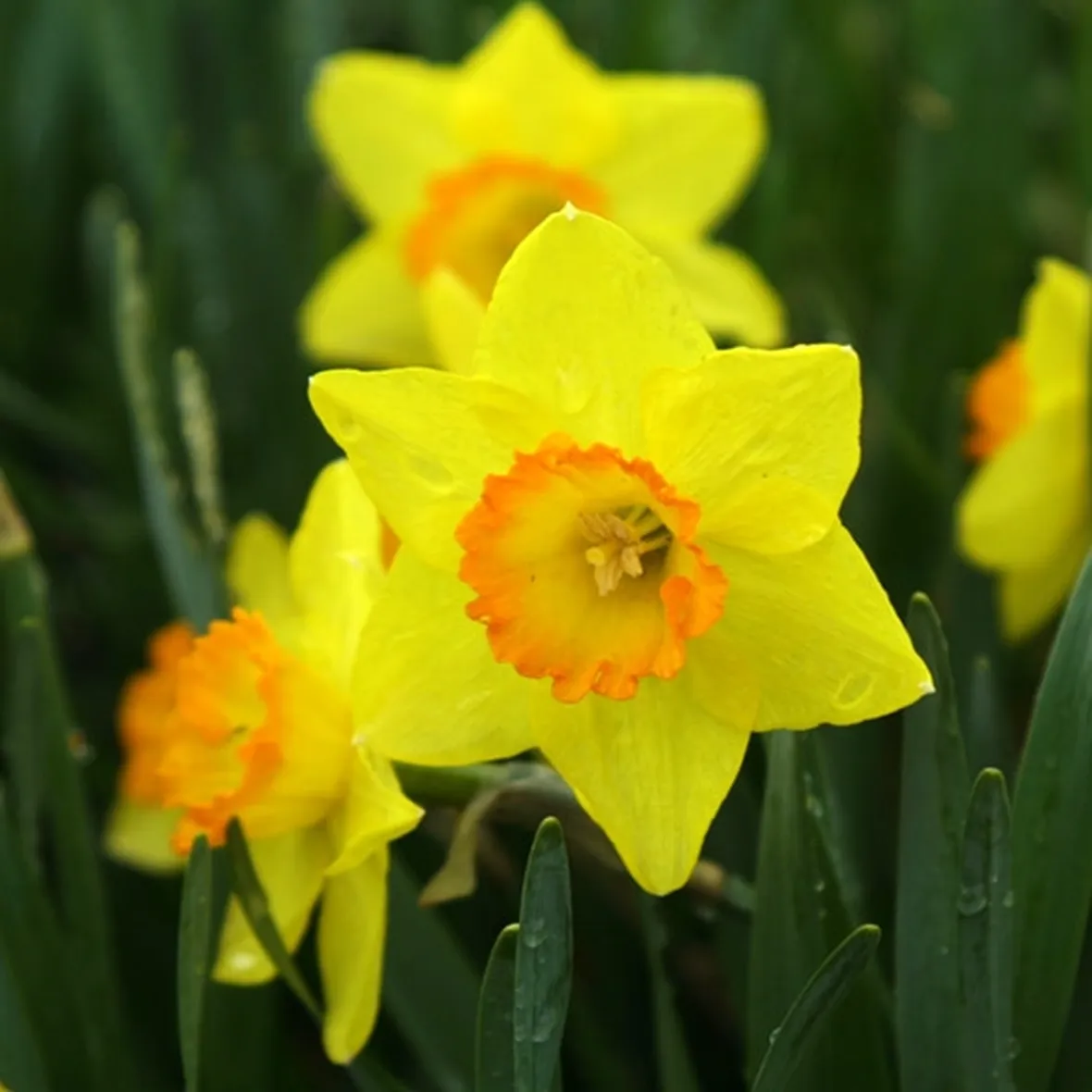 Narciso-11