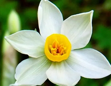 Narciso-12