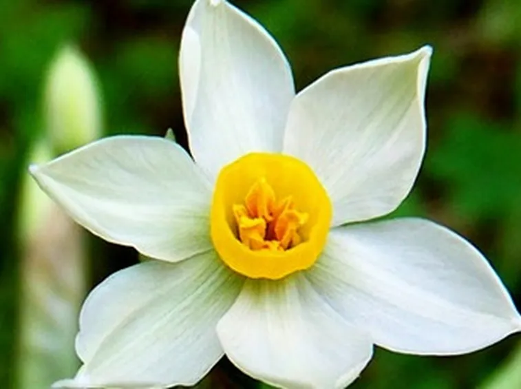 Narciso-12