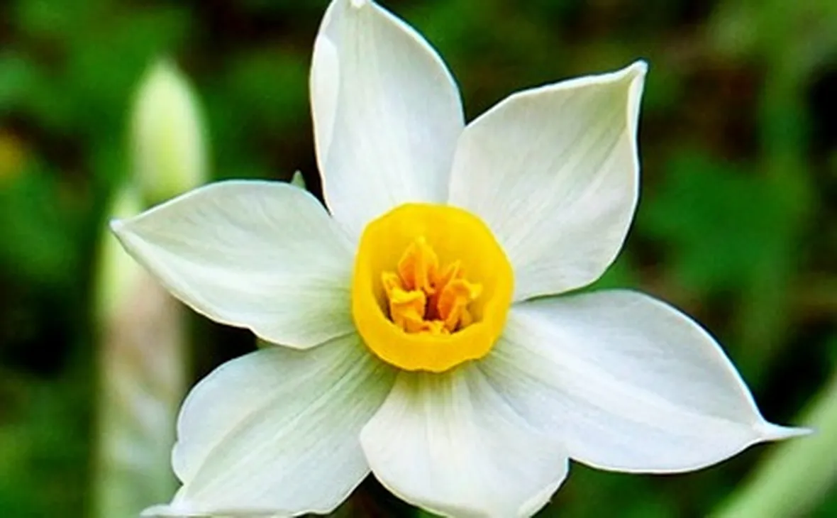 Narciso-12