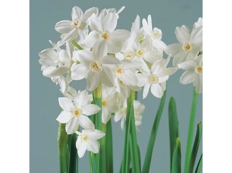 Narciso-13