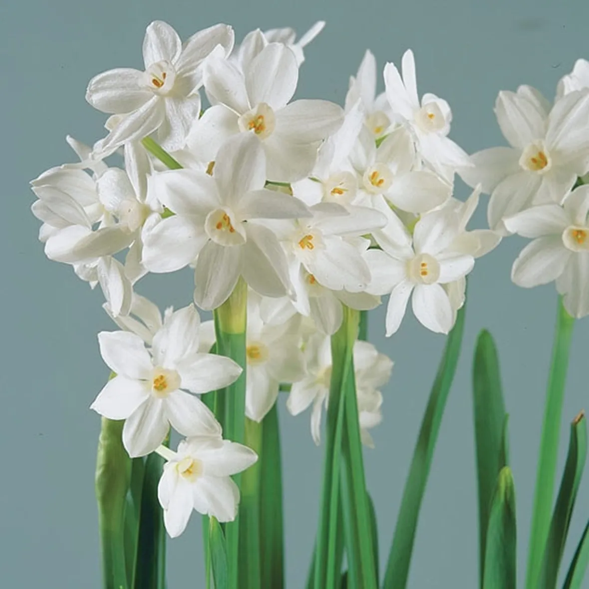 Narciso-13