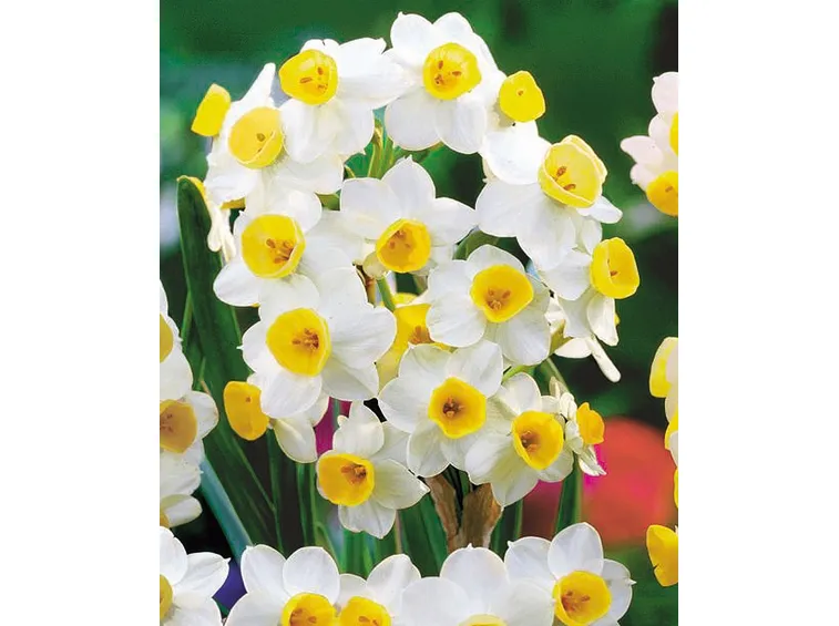 Narciso-15