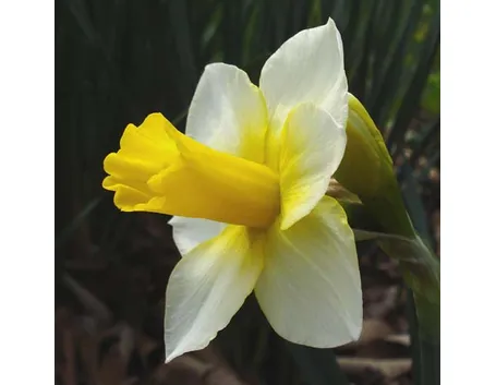 Narciso-18