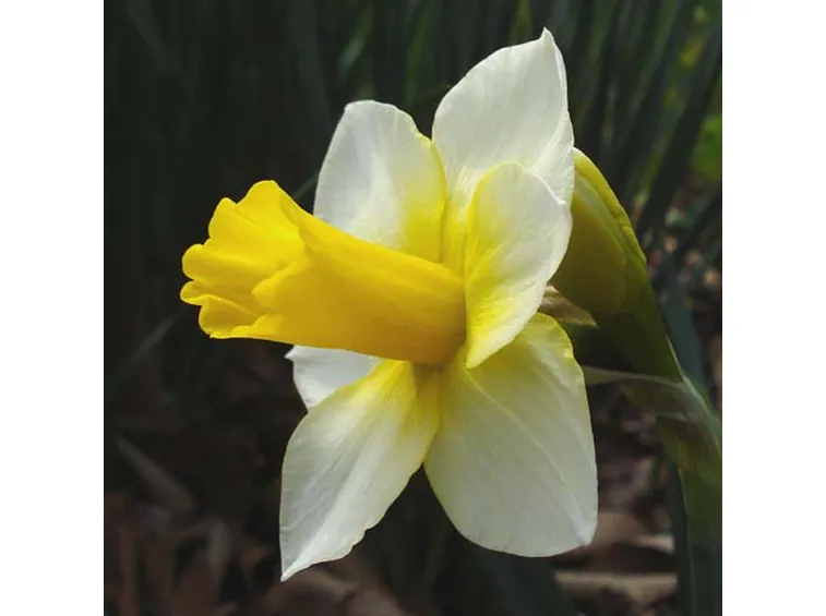 Narciso-18