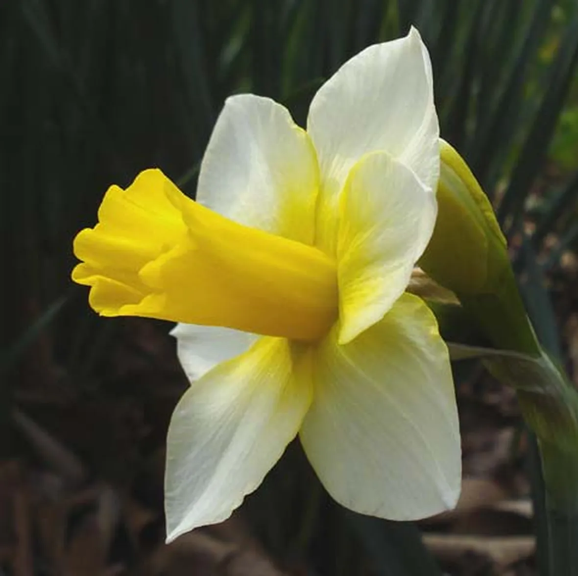 Narciso-18