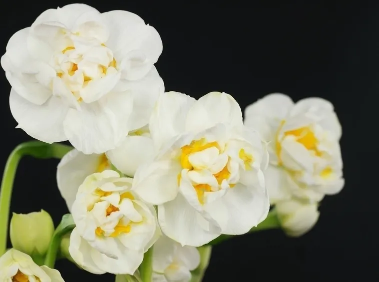 Le origini del narciso