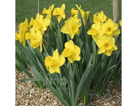 Narciso-20