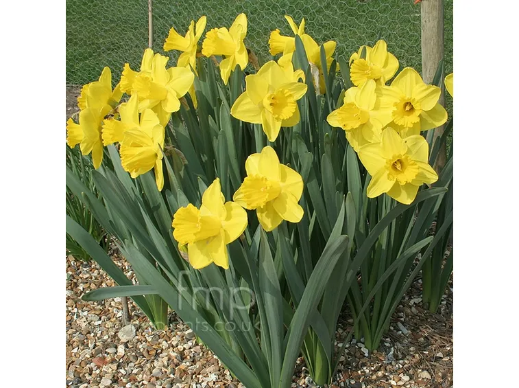 Narciso-20