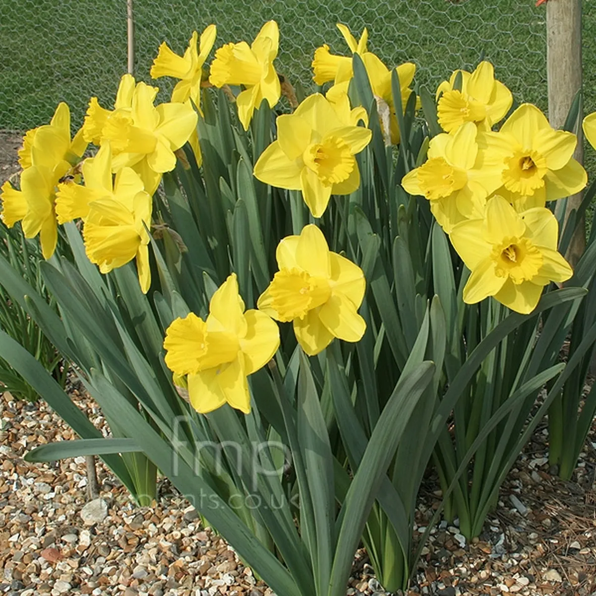 Narciso-20