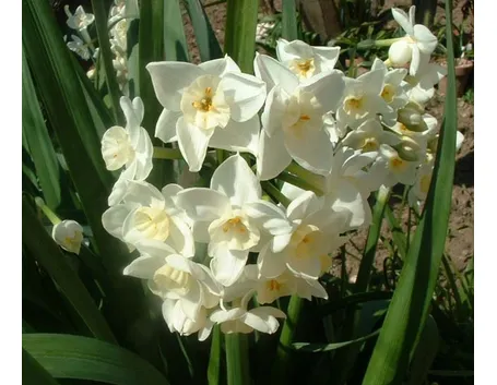 Narciso-21