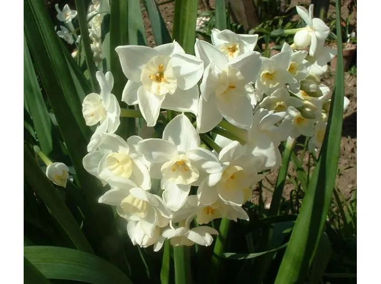 Narciso-21