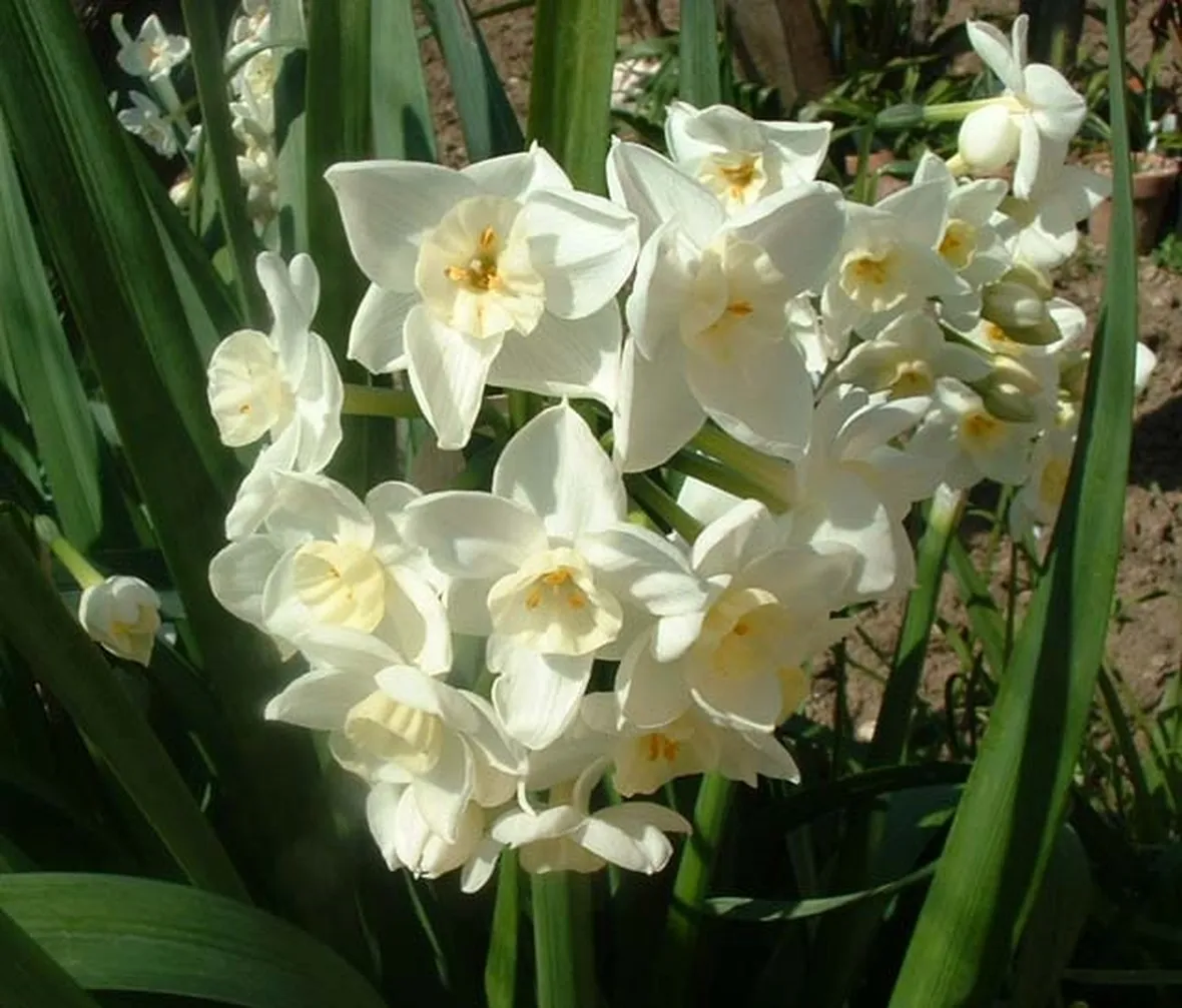 Narciso-21