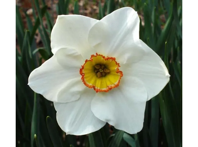 Narciso-25