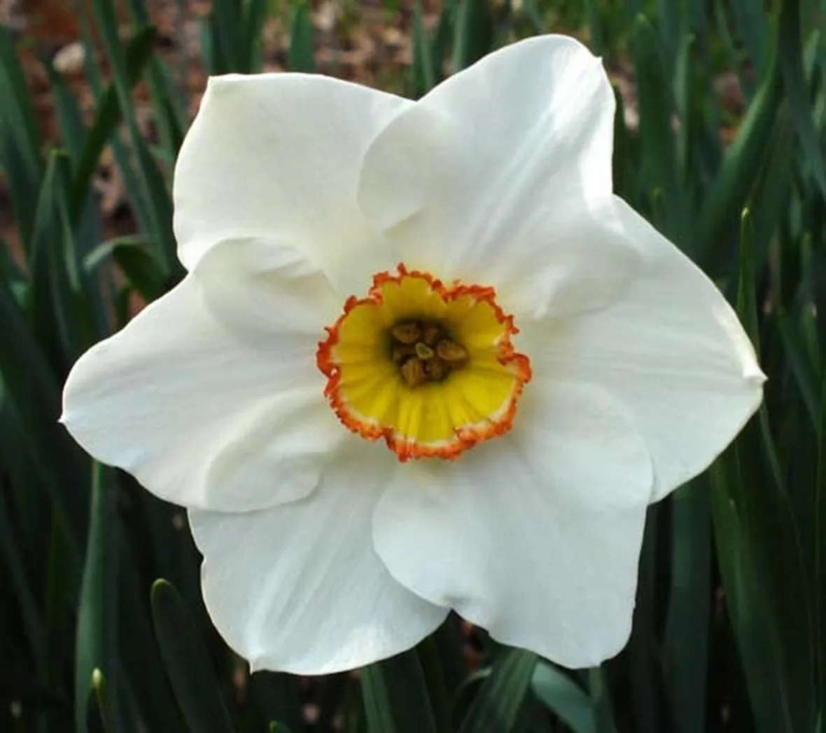 Narciso-25
