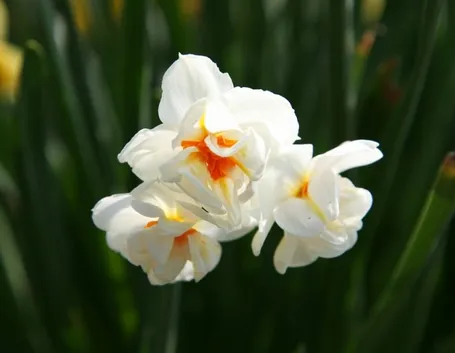 Narciso-27