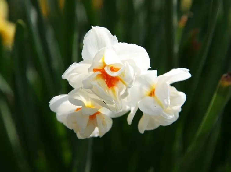 Narciso-27