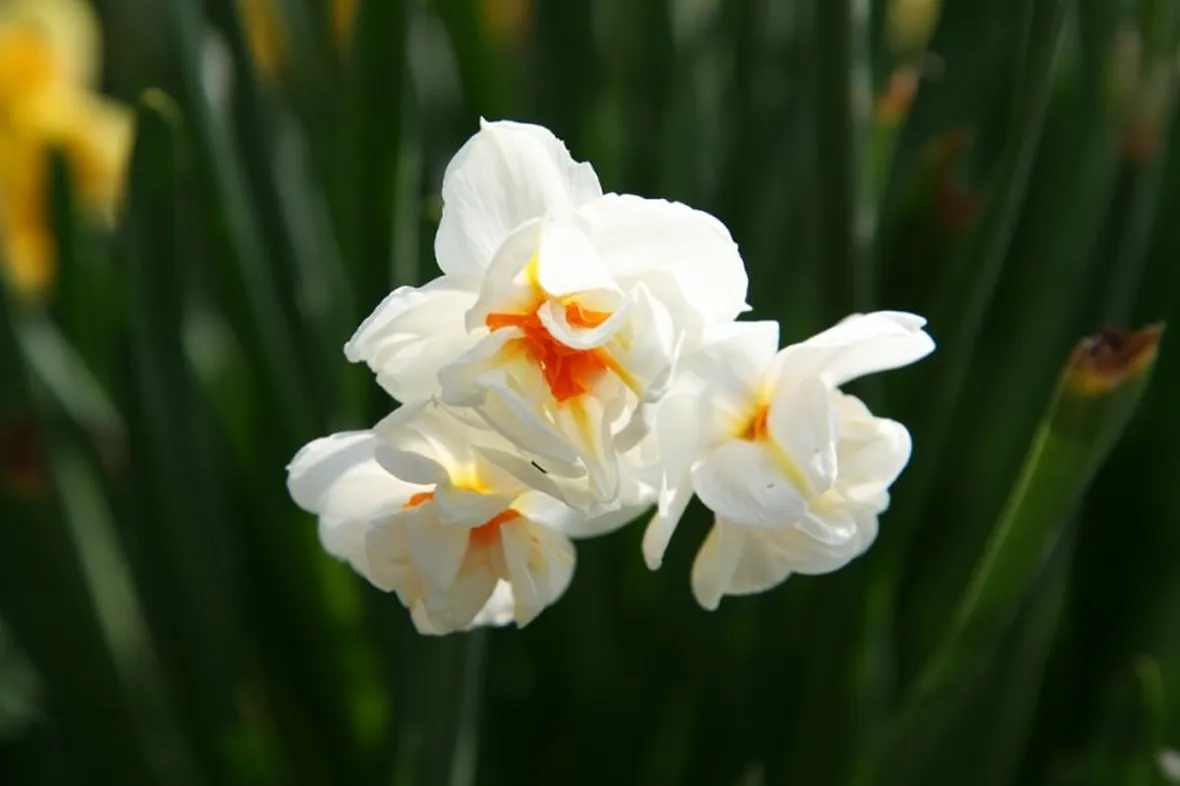 Narciso-27