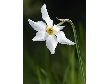 Narciso-28