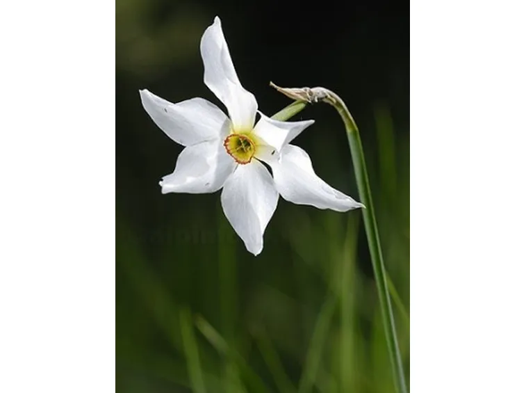 Narciso-28