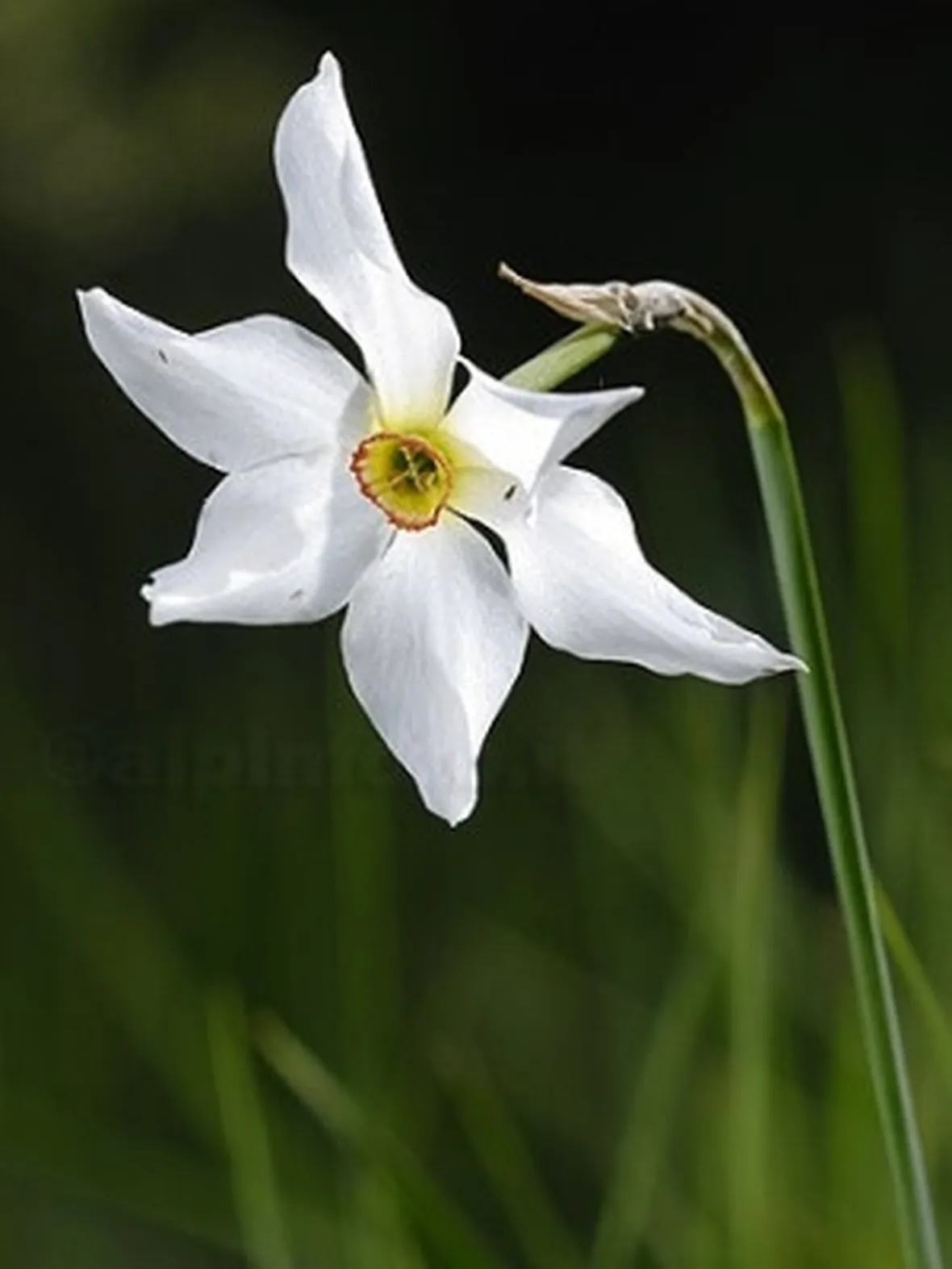 Narciso-28
