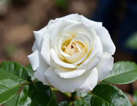 nomi di fiori