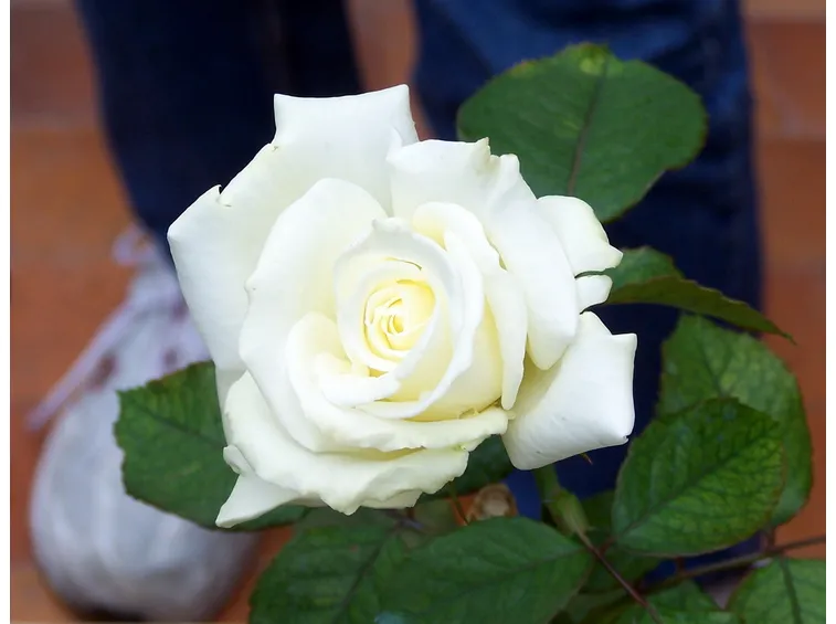 nomi di fiori