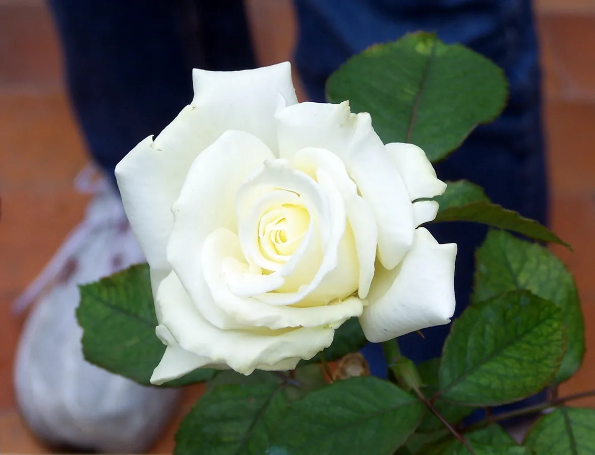 nomi di fiori
