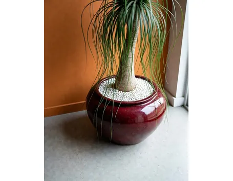 pianta di beucarnea-1