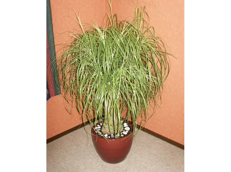 pianta di beucarnea-1